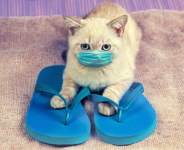 Simpatico gattino che indossa sandali infradito il gatto tailandese in maschera medica