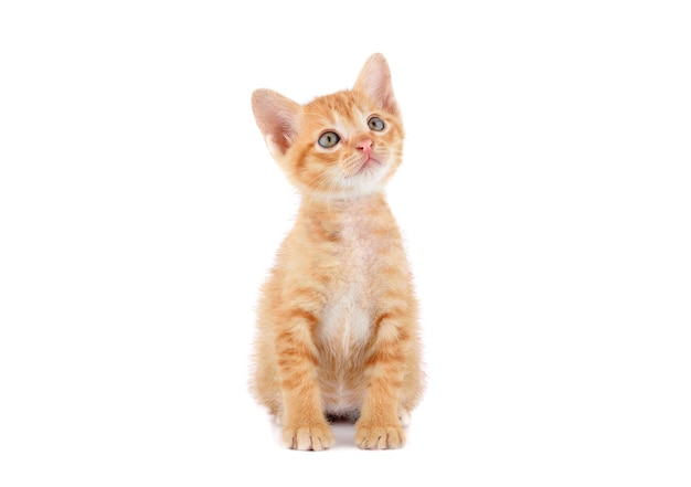 Cute little kitten on white background