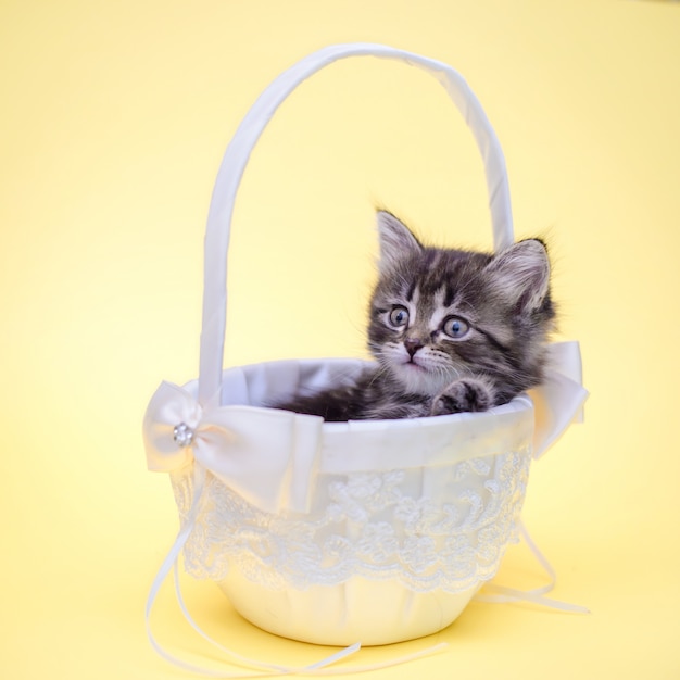 Photo cute little kitten in a white basket