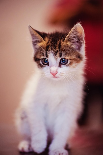 Cute little kitten with amazing eyes sweet baby lovely friend\
animal world