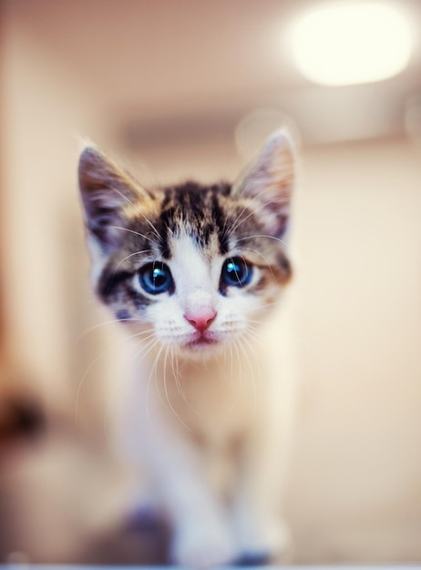 Cute little kitten with amazing eyes sweet baby lovely friend
animal world