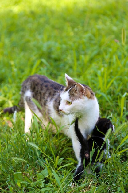 Cute little kitten with his mom outdoors