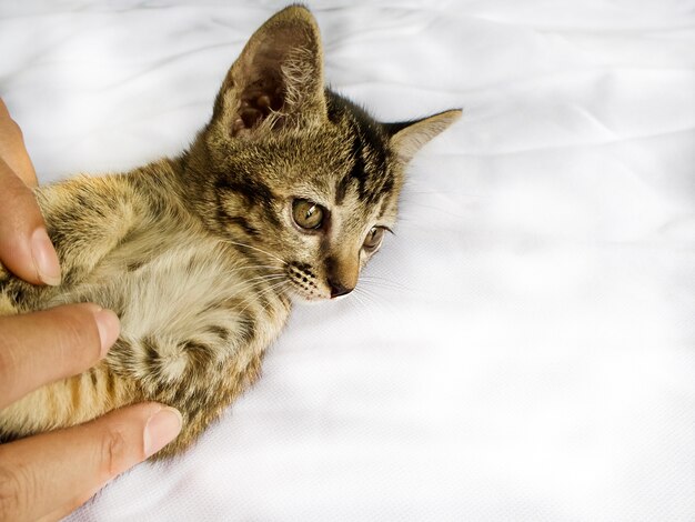 Foto piccolo gattino sveglio con la mano umana su fondo bianco