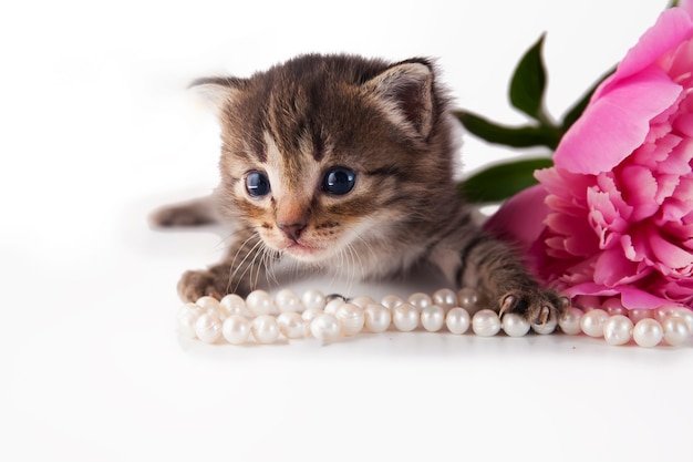 Cute little kitten with pink peony and pearls on a white background