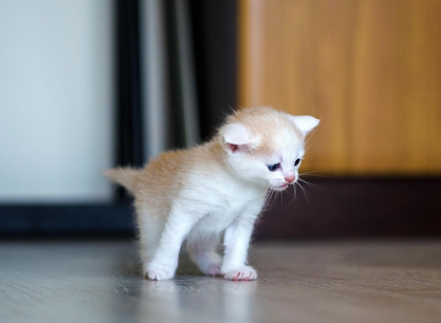 Cute little kitten