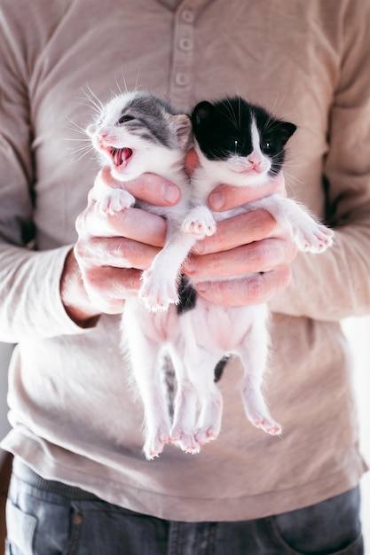 Cute little kittens in male hands