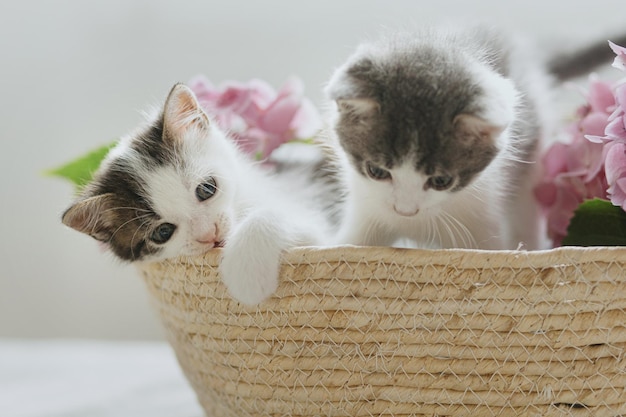 Cute little kittens sitting in basket with beautiful pink flowers Two curious kitties playing