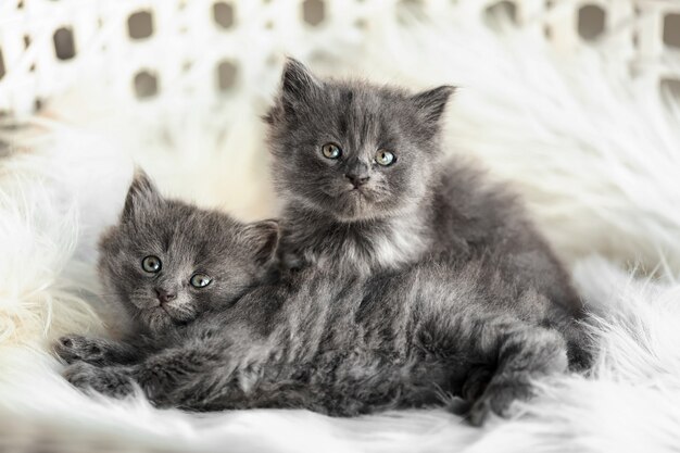 Cute little kittens on soft plaid