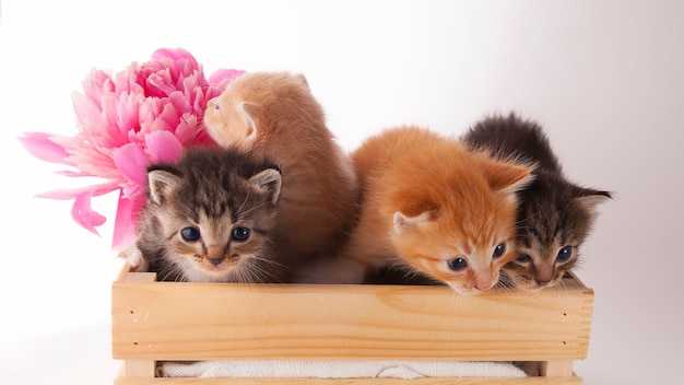 Cute little kittens will sit in a box with a pink peony