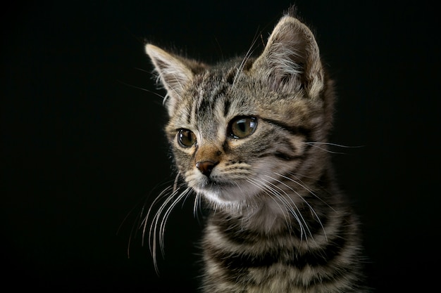 黒の背景に分離されたかわいい子猫