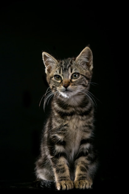 Carino piccolo gattino isolato su sfondo nero