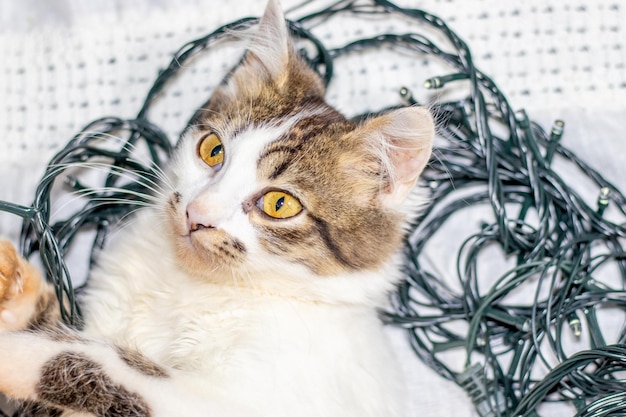 白い毛布の上にベッドの上に横たわって、クリスマスライトの花輪に絡まっているかわいい小さな子猫