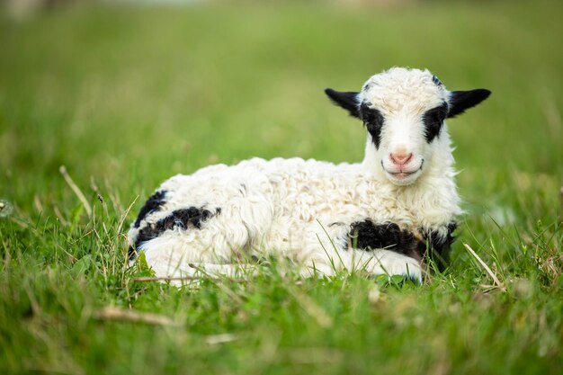 Foto un piccolo agnello carino sdraiato nell'erba in una giornata di sole