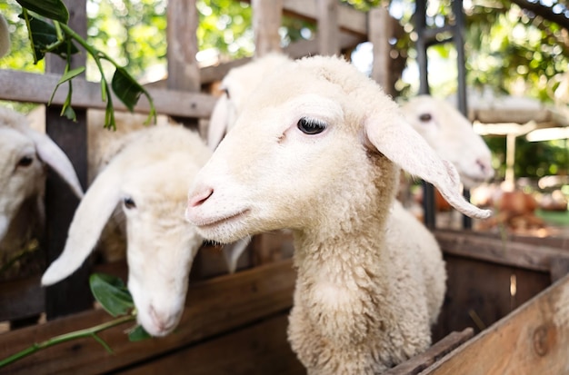 Cute little lamb portrait