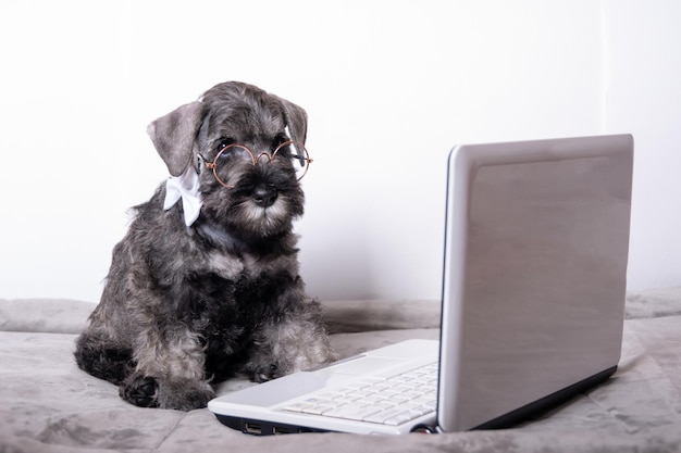 Cute little miniature schnauzer puppy in glasses looks at a laptop on a white background Online training conception Online shopping concept