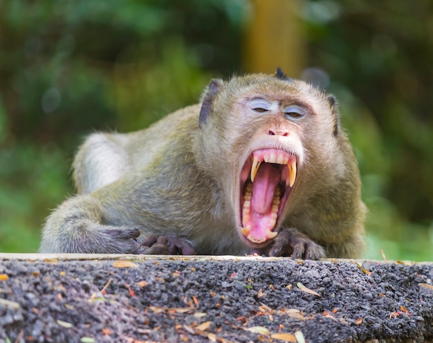 Photo cute little monkey the species is native to and living in the central forests