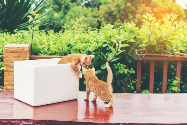 かわいいいたずらな黄色国内の子猫の遊び