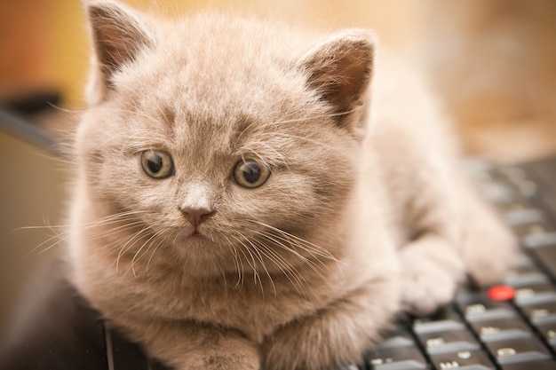 Cute little newborn British shorthair kitten