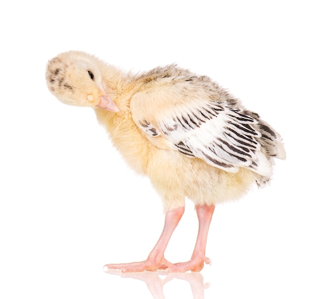 Cute little newborn chicken turkey isolated on white background One young nice big bird