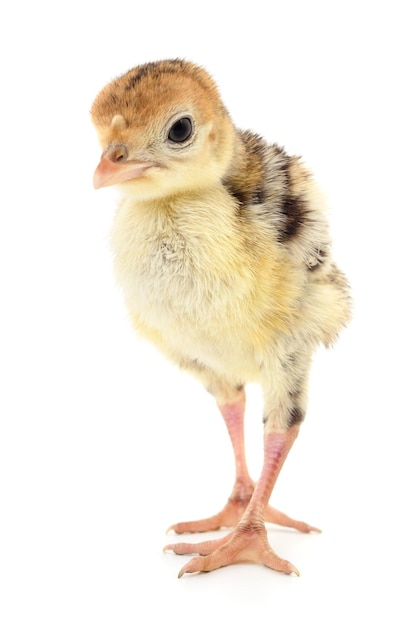 Cute little newborn chicken turkey isolated on white background