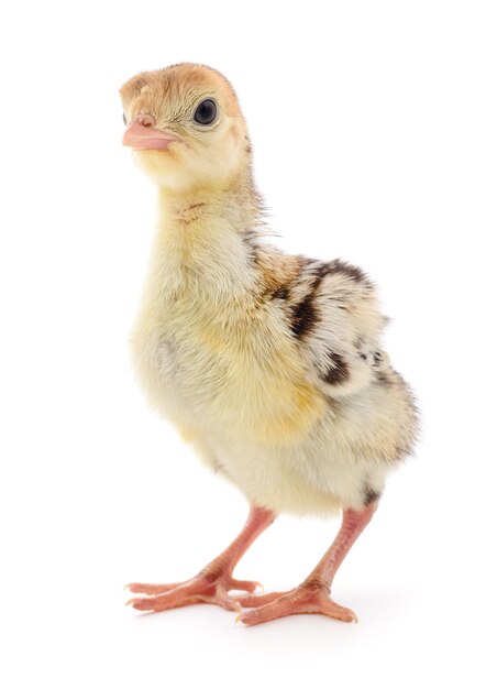 Photo cute little newborn chicken turkey isolated on white background