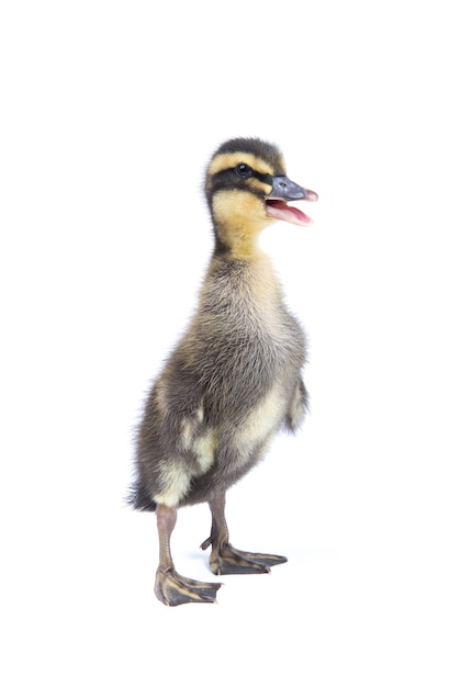 Cute little newborn fluffy duckling isolated on white.