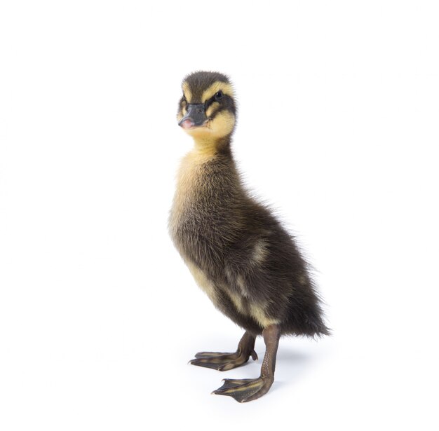 Cute little newborn fluffy duckling. One young duck isolated