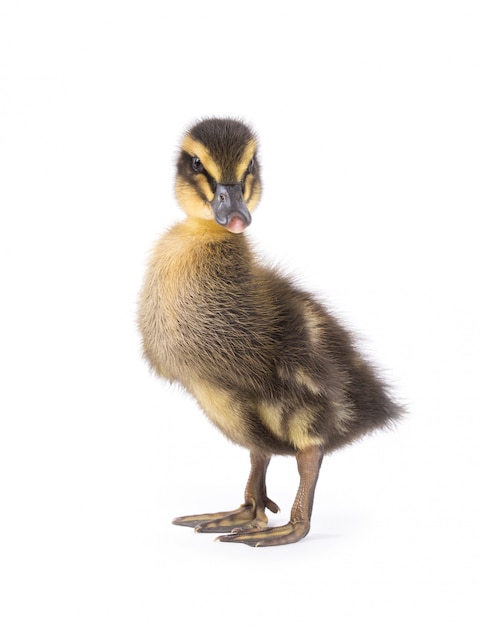 Cute little newborn fluffy duckling. One young duck