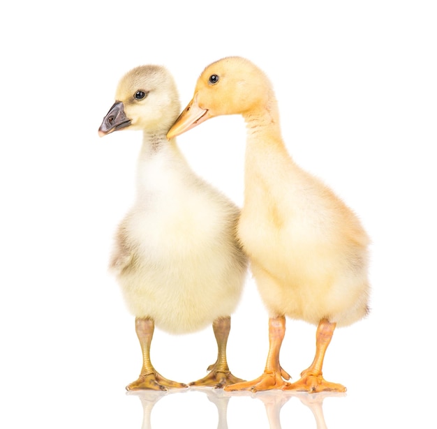 Cute little newborn fluffy gosling and duckling Two young goose and duck isolated on a white background Nice birds