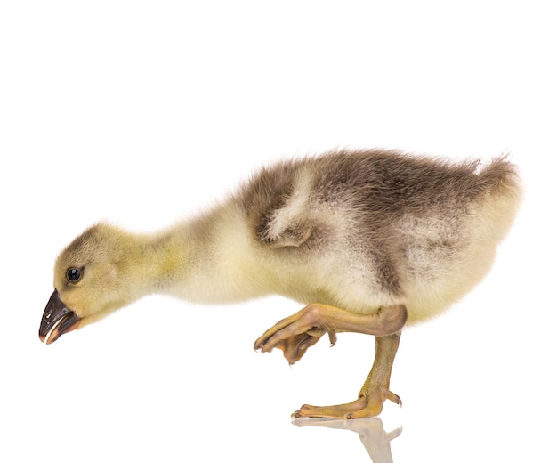 Cute little newborn fluffy gosling One young goose isolated on a white background Nice geese bird