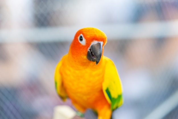 Piccolo pappagallo arancio sveglio su un ramo di albero