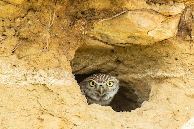 A cute Little Owl athene noctua looking out from its hole in a wall