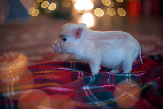 Cute little pink mini pig standing on a red plaid