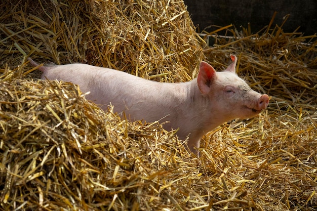 Cute little pink pig standing in the hay in the barn