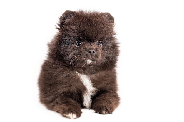 Cute little pomeranian spitz puppy sitting on a red background Fluffy puppy