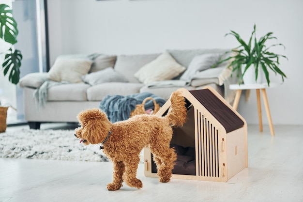 モダンな国内の部屋の屋内でペットブースを持つかわいい小さなプードルの子犬動物の家