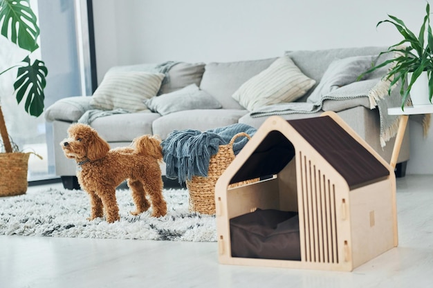 Cute little poodle puppy with pet booth indoors in the modern domestic room Animal house