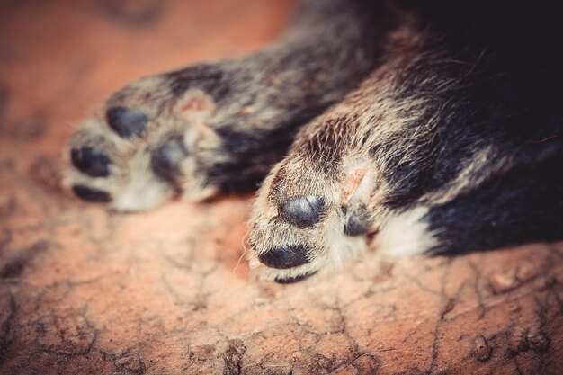 かわいい子犬の足の茶色の背景のクローズアップ、マクロフィルター