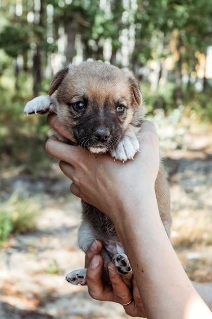 女の子の手にかわいい子犬。