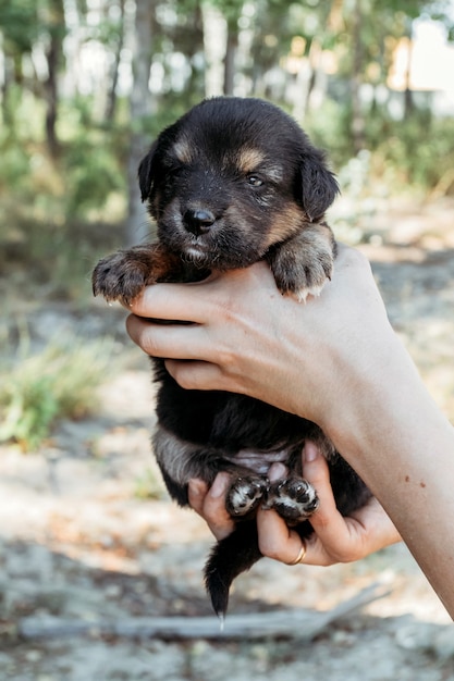 女の子の手にかわいい子犬。