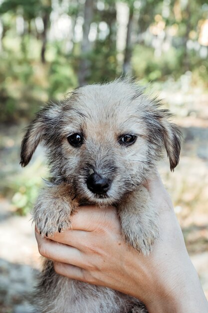 Cute little puppy in hands of girl.