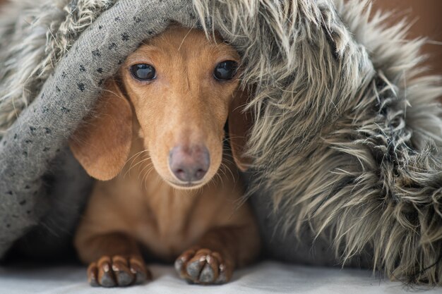 Photo a cute little puppy is wearing a blanket