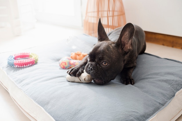 彼のおもちゃで遊ぶかわいい子犬