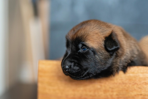 Foto piccolo cucciolo sveglio che dorme sul cuscino razza malinois