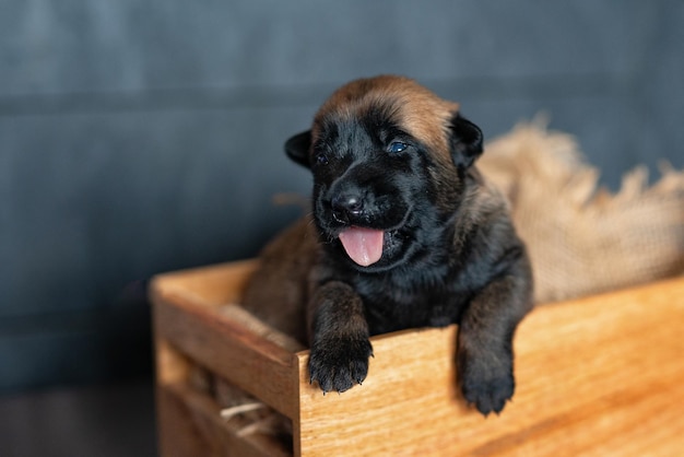 Foto piccolo cucciolo sveglio che dorme sul cuscino razza malinois