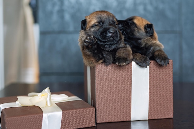 Foto piccolo cucciolo sveglio che dorme sul cuscino razza malinois