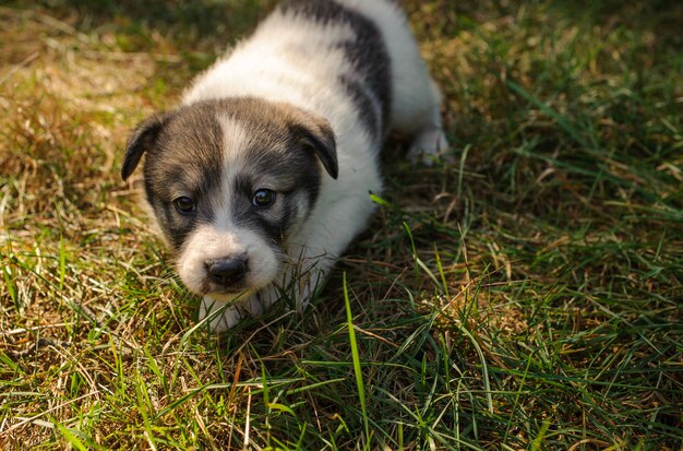 Cute little puppy walking on the grass