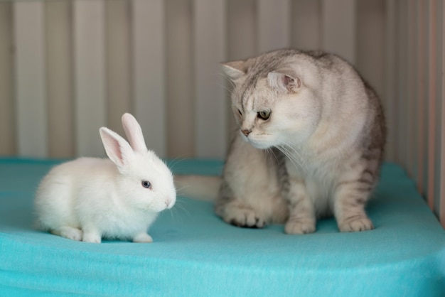 Cute little rabbit and cat live together, hare lives at home