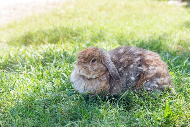 日差しの中で緑の芝生の上のかわいい小さなウサギ