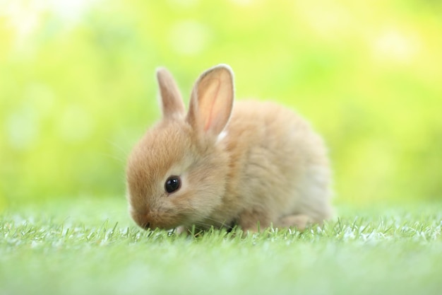 Cute little rabbit on green grass with natural bokeh as\
background during spring young adorable bunny playing in garden\
lovrely pet at park